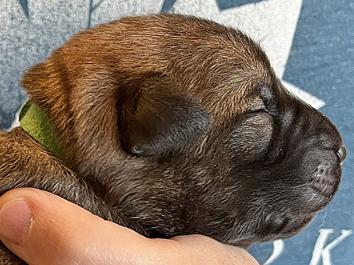 chinook puppy
